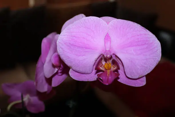 Closeup of lilac Phalaenopsis orchid flower-background selective focus