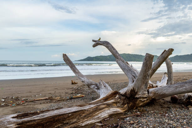 istock drift wood on the beach 943863582