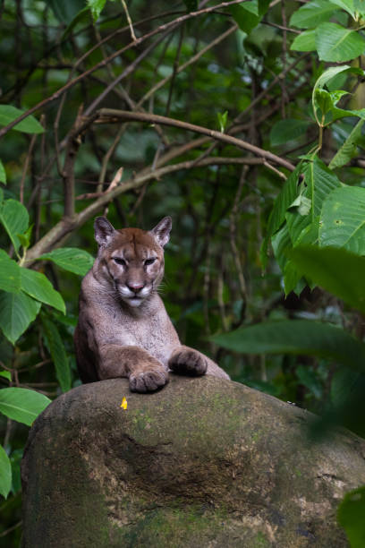 istock puma laying on a large rock 943866172