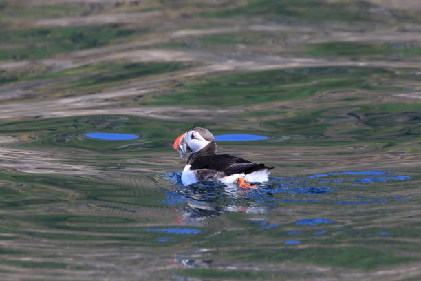 istock Atlantic Puffin or Common Puffin, Fratercula arctica, Norway 943866672