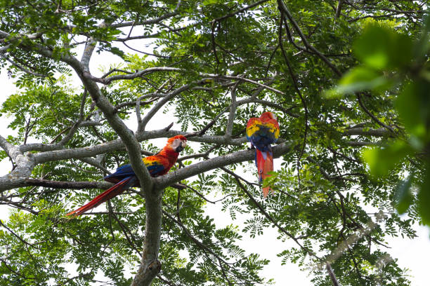 istock scarlet macaw in Costa Rica 943869086