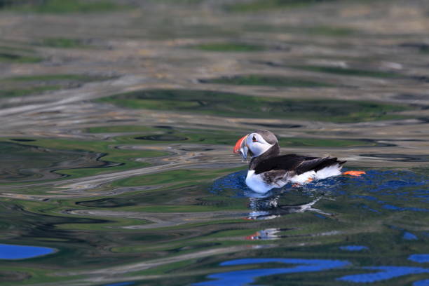 istock Atlantic Puffin or Common Puffin, Fratercula arctica, Norway 943869206