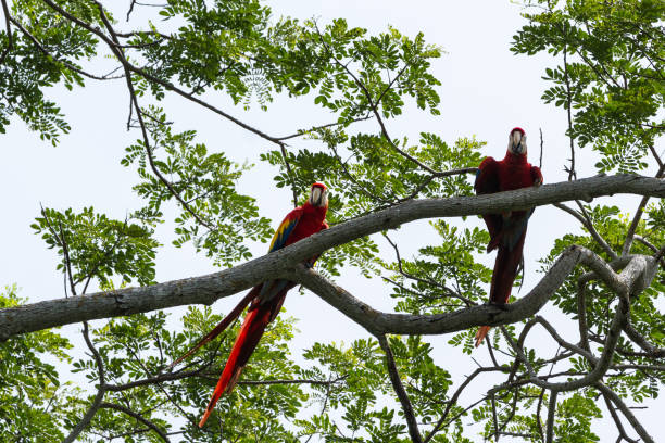 istock scarlet macaw in Costa Rica 943869216