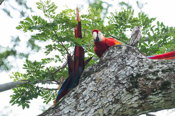 istock scarlet macaw in Costa Rica 943869312