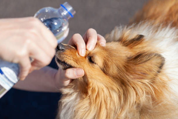 istock first aid with a water bottle on dogs eyes 943869664