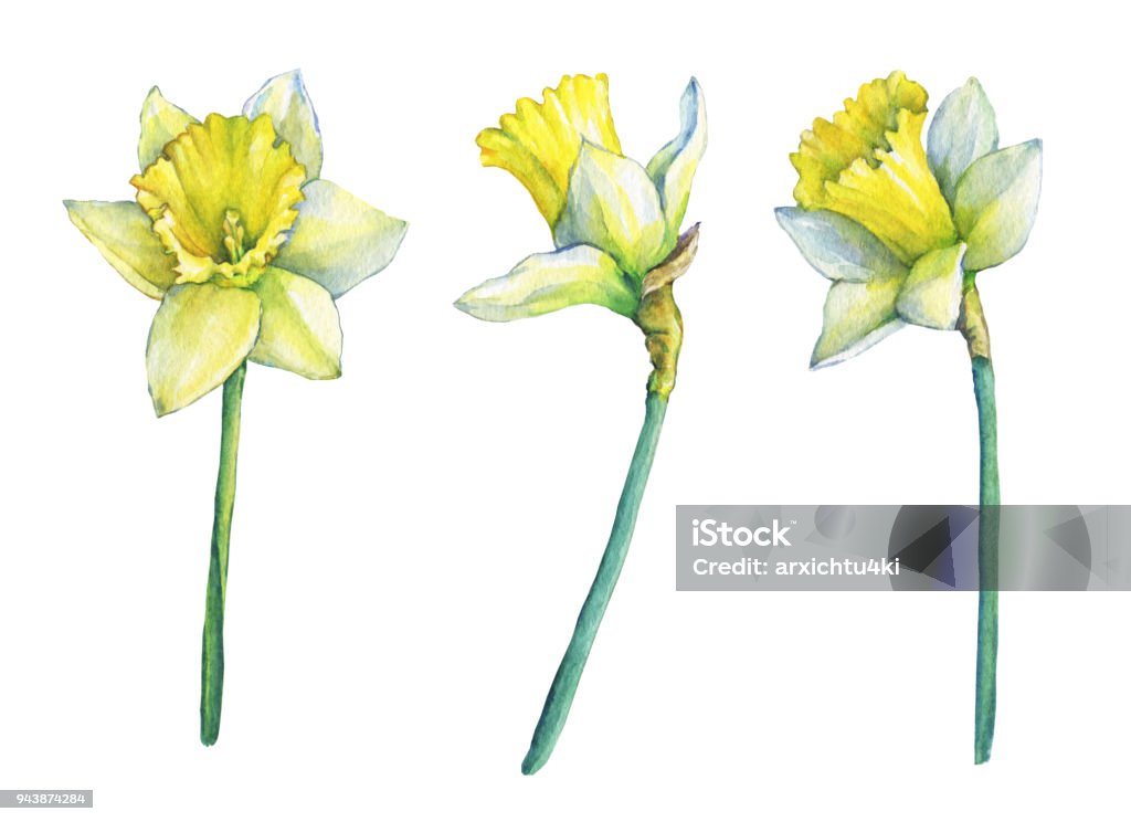 Narcissus (common names daffodil), flowering plant with yellow flowers. Hand drawn watercolor painting on white background. Cut Out stock illustration