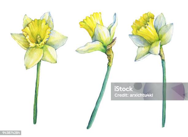 Narcissus Flowering Plant With Yellow Flowers Hand Drawn Watercolor Painting On White Background Stock Illustration - Download Image Now