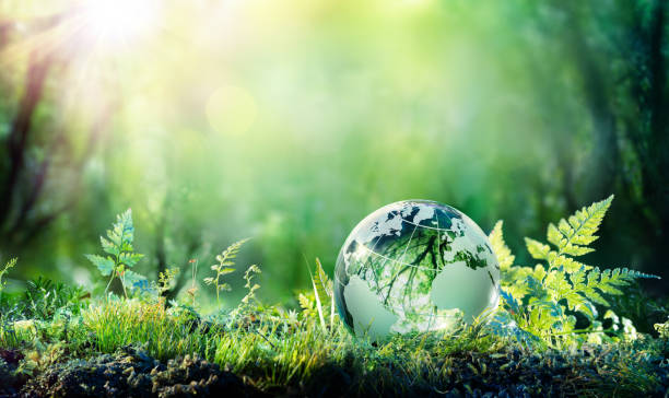 globe on moss in forest - environment concept - environmental sustainability imagens e fotografias de stock