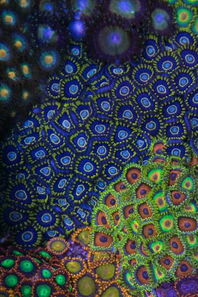 istock Coral Zoanthus Blue Hornet 943877728