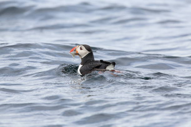 istock Atlantic Puffin or Common Puffin, Fratercula arctica, Norway 943877740