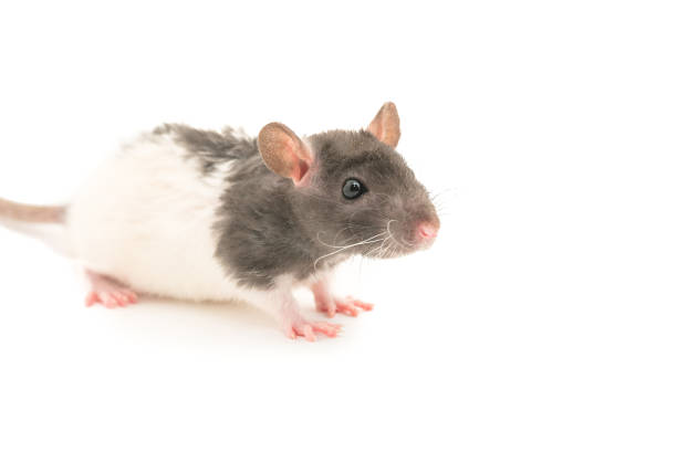 istock Cute black and white decorative rat isolated on white background 943878178