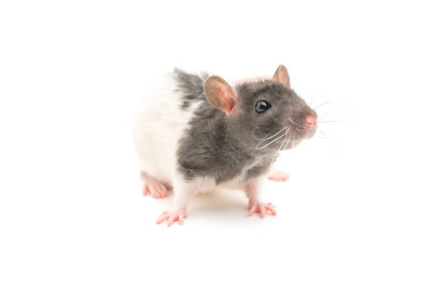 istock Cute black and white decorative rat isolated on white background 943878198