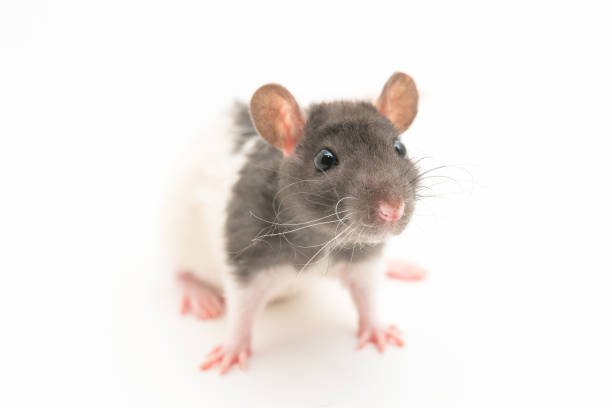 istock Cute black and white decorative rat isolated on white background 943878202