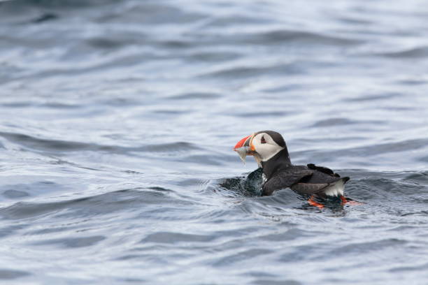 istock Atlantic Puffin or Common Puffin, Fratercula arctica, Norway 943878284
