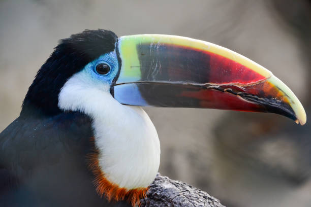 istock Portrait of toucan bird 943878964