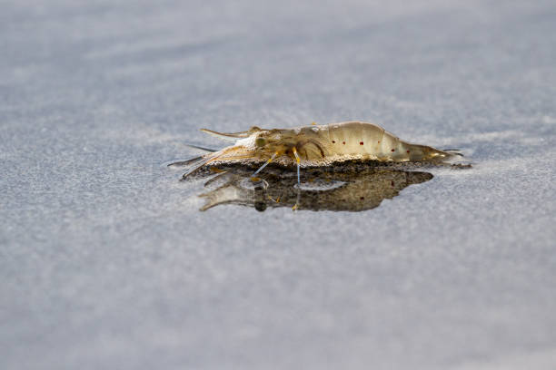 istock large shrimp in the shore 943884766