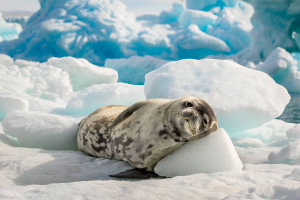 Crabeater seal lie on the sun in Antarctica Mammal is resting on iceberg antarctica stock pictures, royalty-free photos & images
