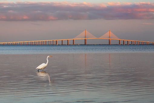 Great Egret (Ardea alba) at twilight with the Sunshine Skyway Bridge in the background - Fort DeSoto Park, Florida