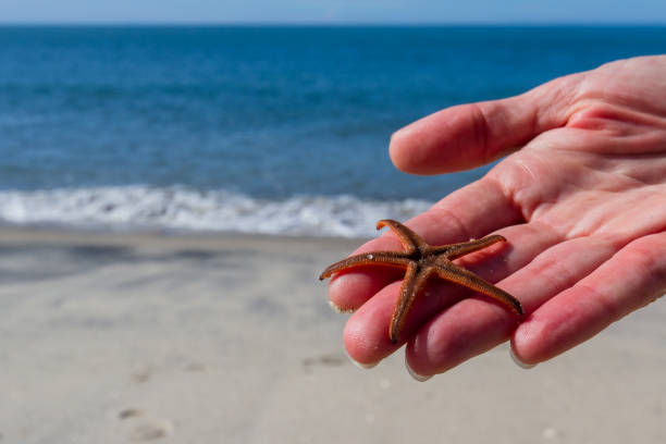 istock Starfish at the beach 943885058