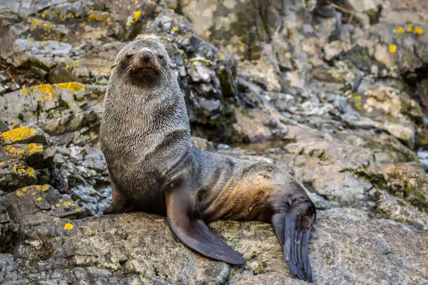 fur seal on the rocks