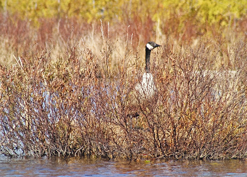 Male Canada Goose standing on guard over his nesting site.   Early spring in the Marshlands