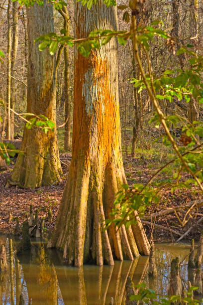 istock Colorful Cypress Trunk in a Wetland 943885660