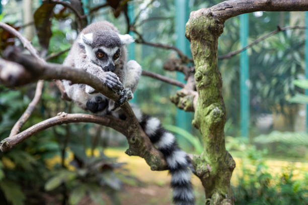 istock A lemur at Bali Zoo 943885724