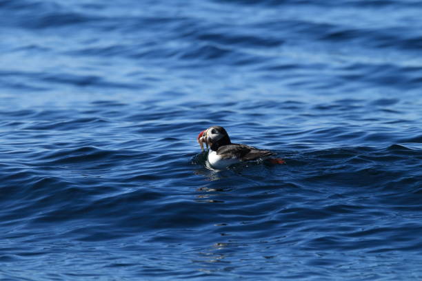 istock Atlantic Puffin or Common Puffin, Fratercula arctica, Norway 943885920