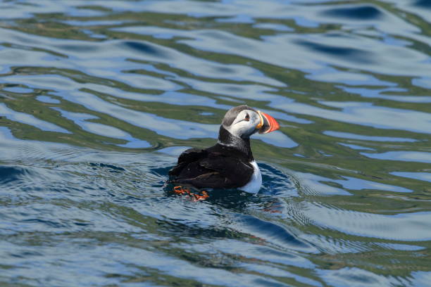 istock Atlantic Puffin or Common Puffin, Fratercula arctica, Norway 943888502