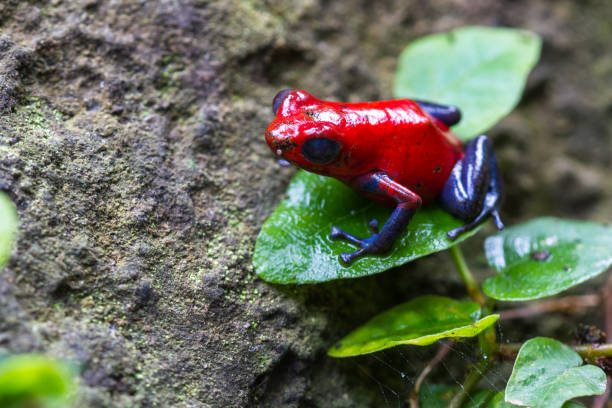 istock strawberry poison dart frog 943890544