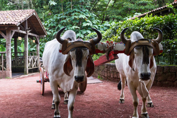 istock traditional Ox and cart 943890586