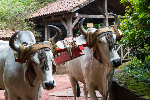 istock traditional Ox and cart 943890640