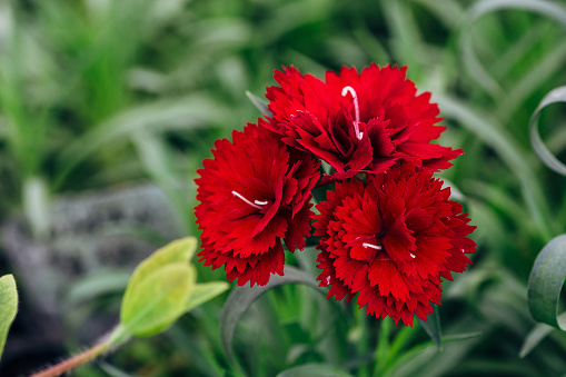 Blooming red carnations in greenhouse, selective focus