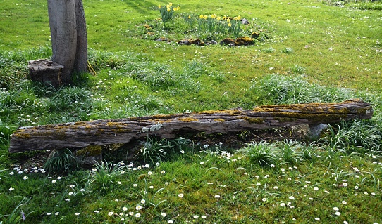 Old worm-eaten bench made with a trunk supported by two big stones, in a  flowerly fresh clearing covered with a lawn, with a lot of daisie flowers  and leaves of flowers of snowdrop, in spring