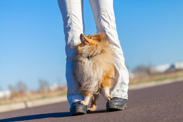 istock German dog trainer works with a sheetland sheepdog 943897024