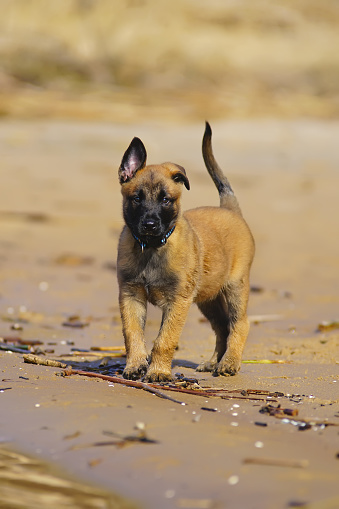 Funny Belgian Shepherd Malinois puppy with a collar staying outdoors on a wet sand at the riverside