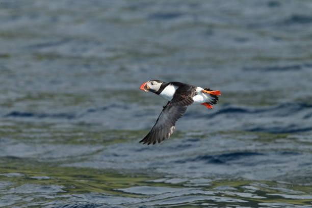 istock Atlantic Puffin or Common Puffin, Fratercula arctica, Norway 943897438
