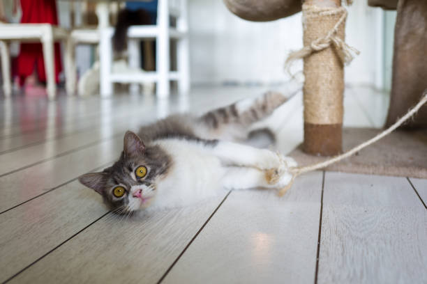 istock Cat in Cat Cafe in Ubud 943903488
