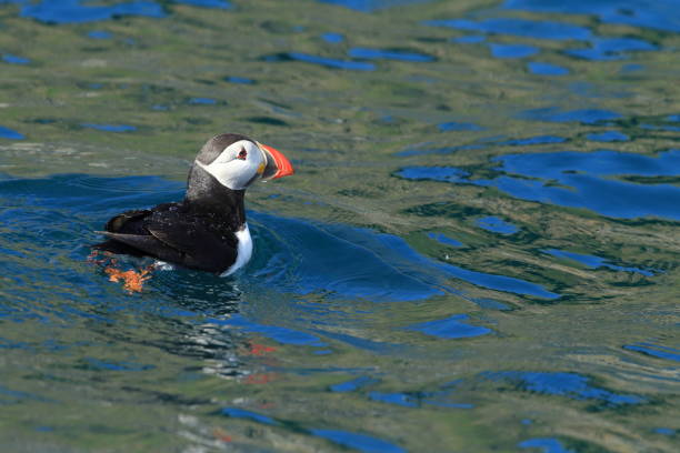 istock Atlantic Puffin or Common Puffin, Fratercula arctica, Norway 943903910