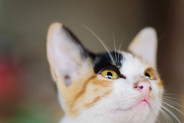 istock Close up of tricolor cat face 943910330