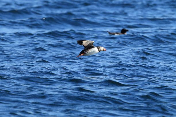 istock Atlantic Puffin or Common Puffin, Fratercula arctica, Norway 943910602
