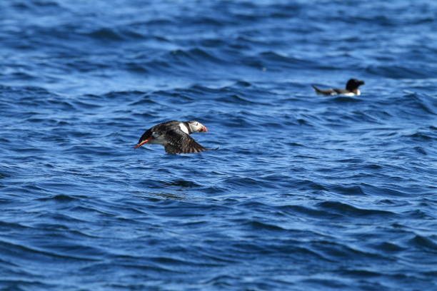 istock Atlantic Puffin or Common Puffin, Fratercula arctica, Norway 943910604