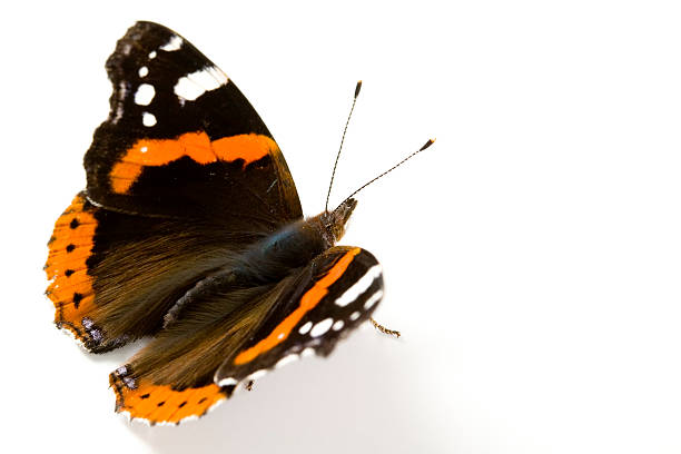 Butterfly Butterfly vanessa atalanta stock pictures, royalty-free photos & images