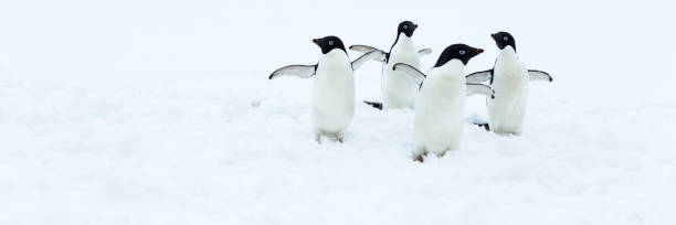istock Beautiful landscape and scenery in Antarctica 943914404