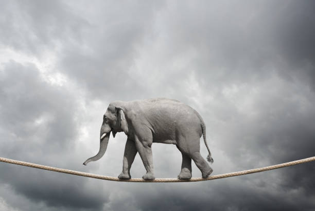 istock Elephant walking balance on rope 943914772