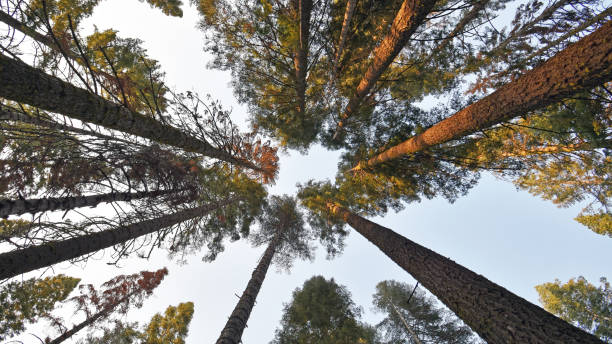 istock Looking up at the tree tops in Yosemite. 943917602
