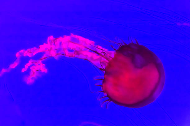 istock Jellyfish, Pacific sea nettle Chrysaora fuscescens. 943920102
