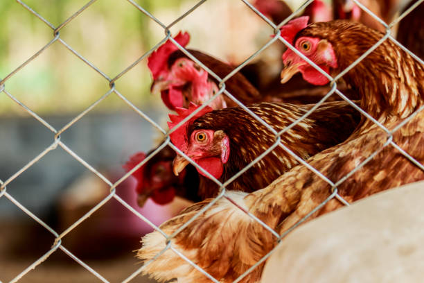 istock chickens or hens inside a chicken coop or hen house seen through chicken wire. 943920276