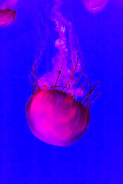 istock Jellyfish, Pacific sea nettle Chrysaora fuscescens. 943920836