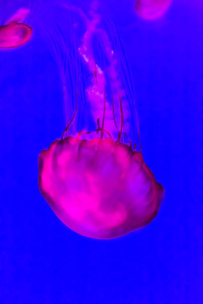 istock Jellyfish, Pacific sea nettle Chrysaora fuscescens. 943923422